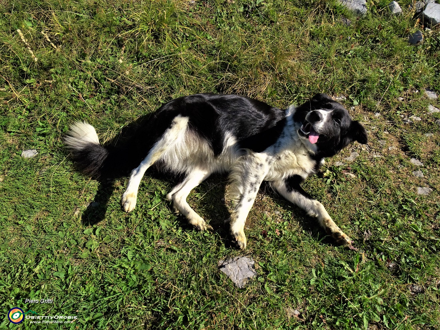 20 Il cane pastore di Baita Zuccone mi fa festa .JPG